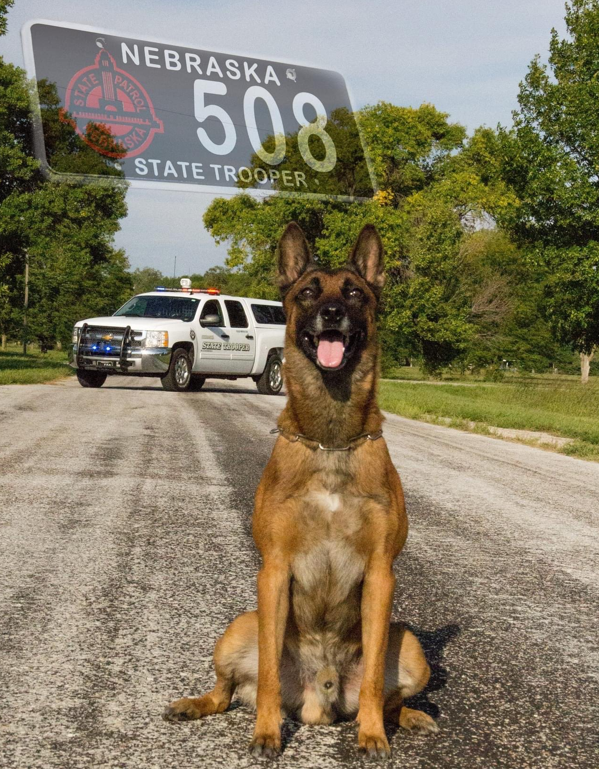Murphy The Rerited Service Police Dog 3 Courtesy Nebraska State Patrol