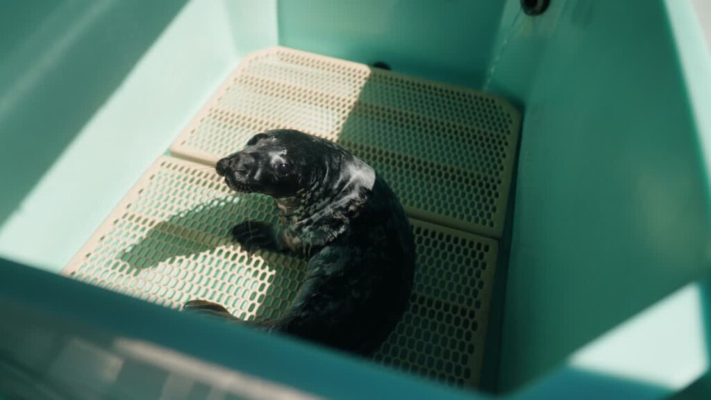 Mystic Aquarium Aids In Care Of Seal Found Stranded In Bermuda