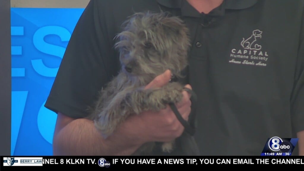 Midday Interview: Capital Humane Society (jelly)