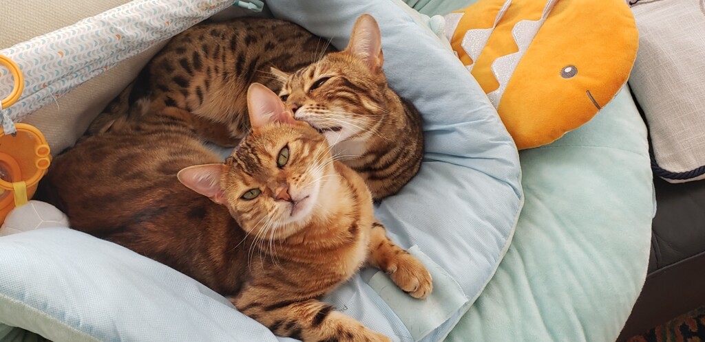Mspca Angell Warns Cat Owners Of The Dangers Of Lilies As Spring Approaches