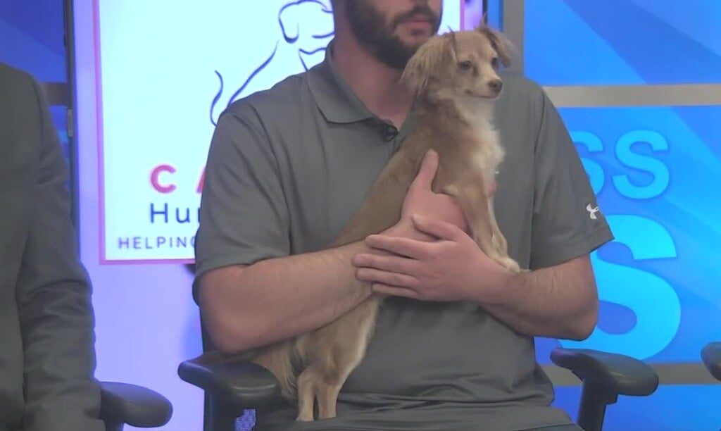 Midday Interview: Meet Gigi, Available Now At Capital Humane Society