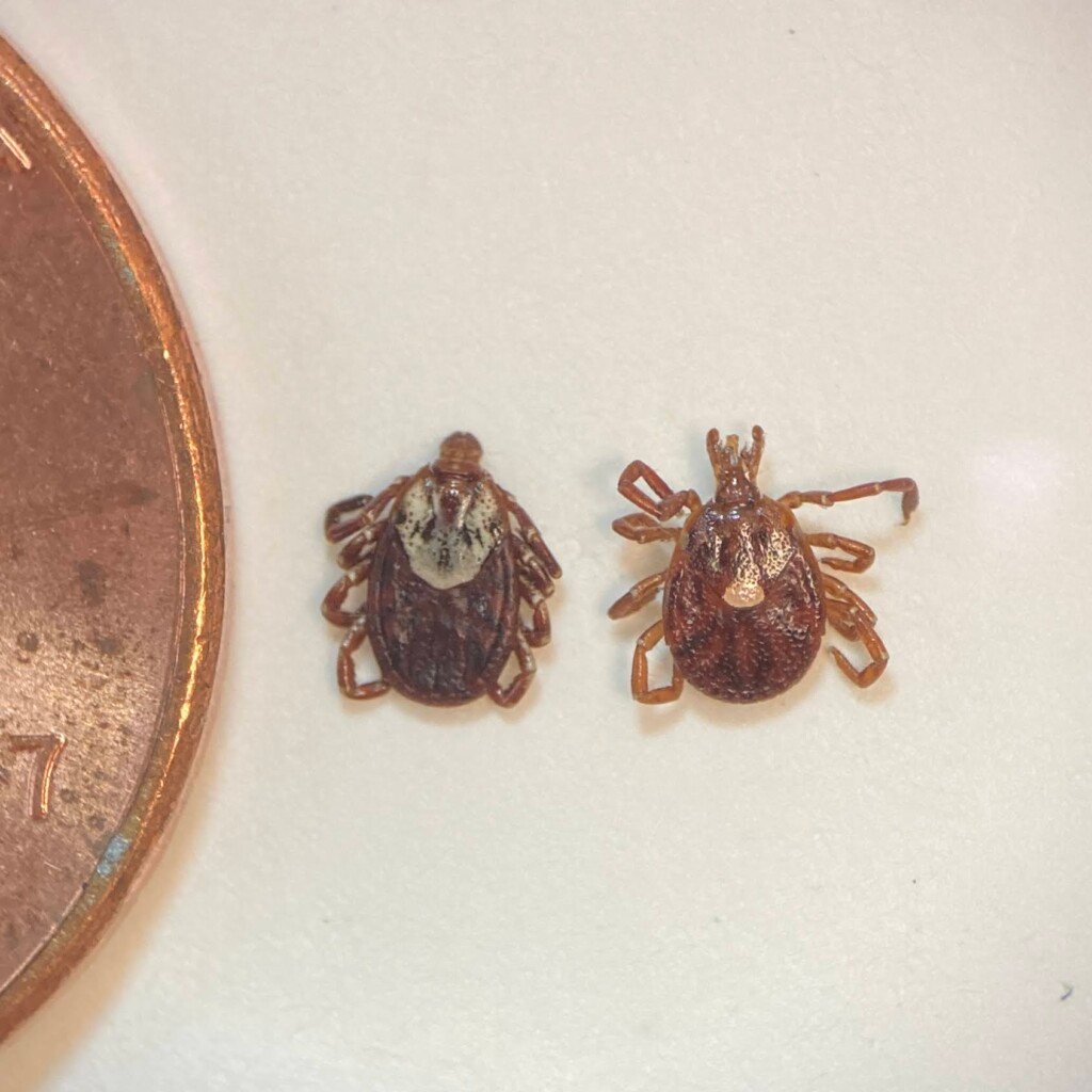 American Dog Tick Lone Star Tick Both Adult Females