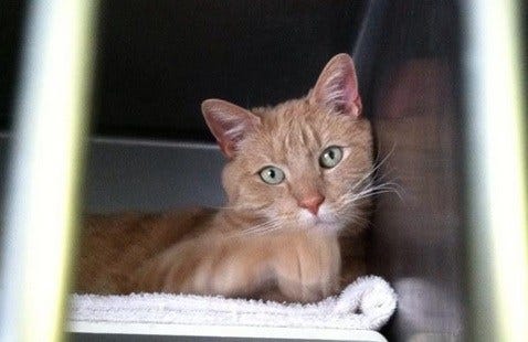 Submit A Photo For National ‘adopt A Shelter Pet Day’
