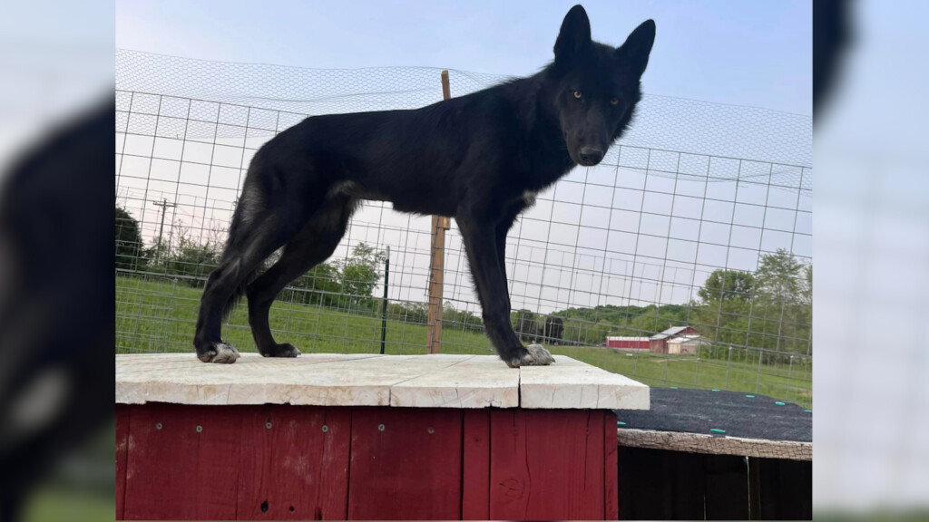 Dna Results Are In For Pair Of Hybrid Puppies Let Loose In Warwick