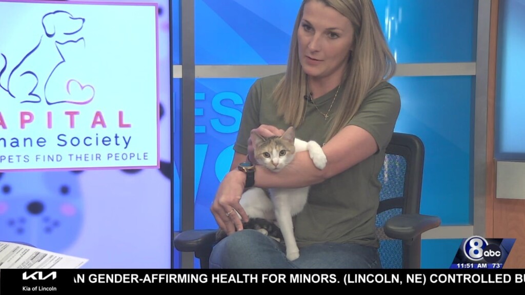 Midday Interview: Capital Humane Society (lulu)