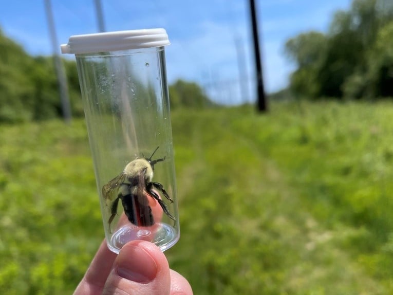 Ridem Highlighting Bees For National Pollinator Week