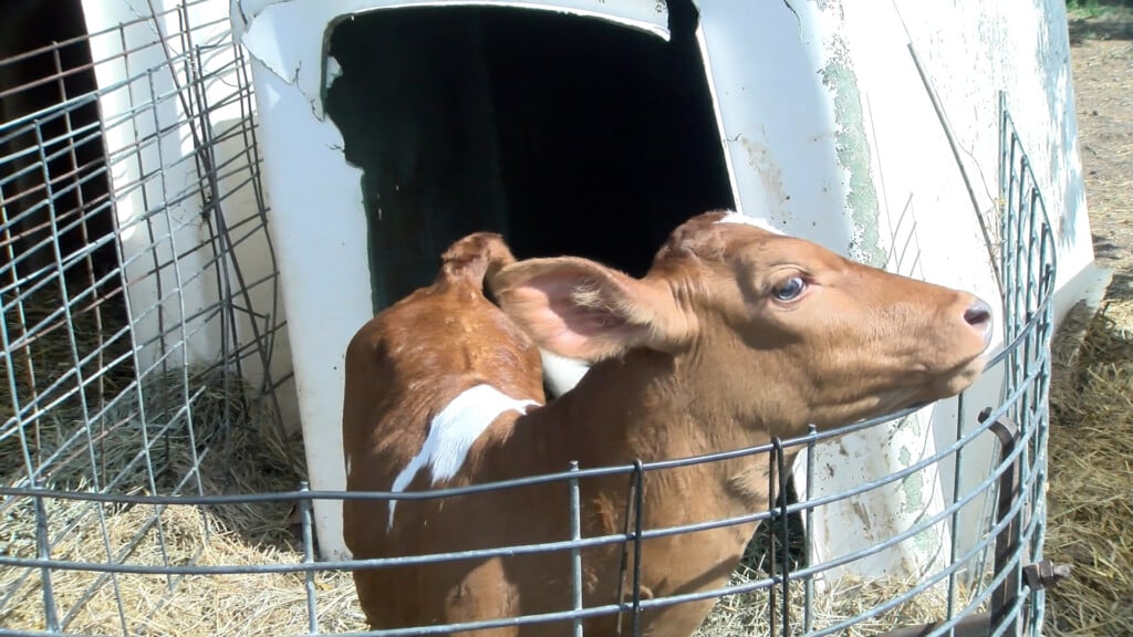 Calf soaks up the sun in Wahoo, Nebraska.
