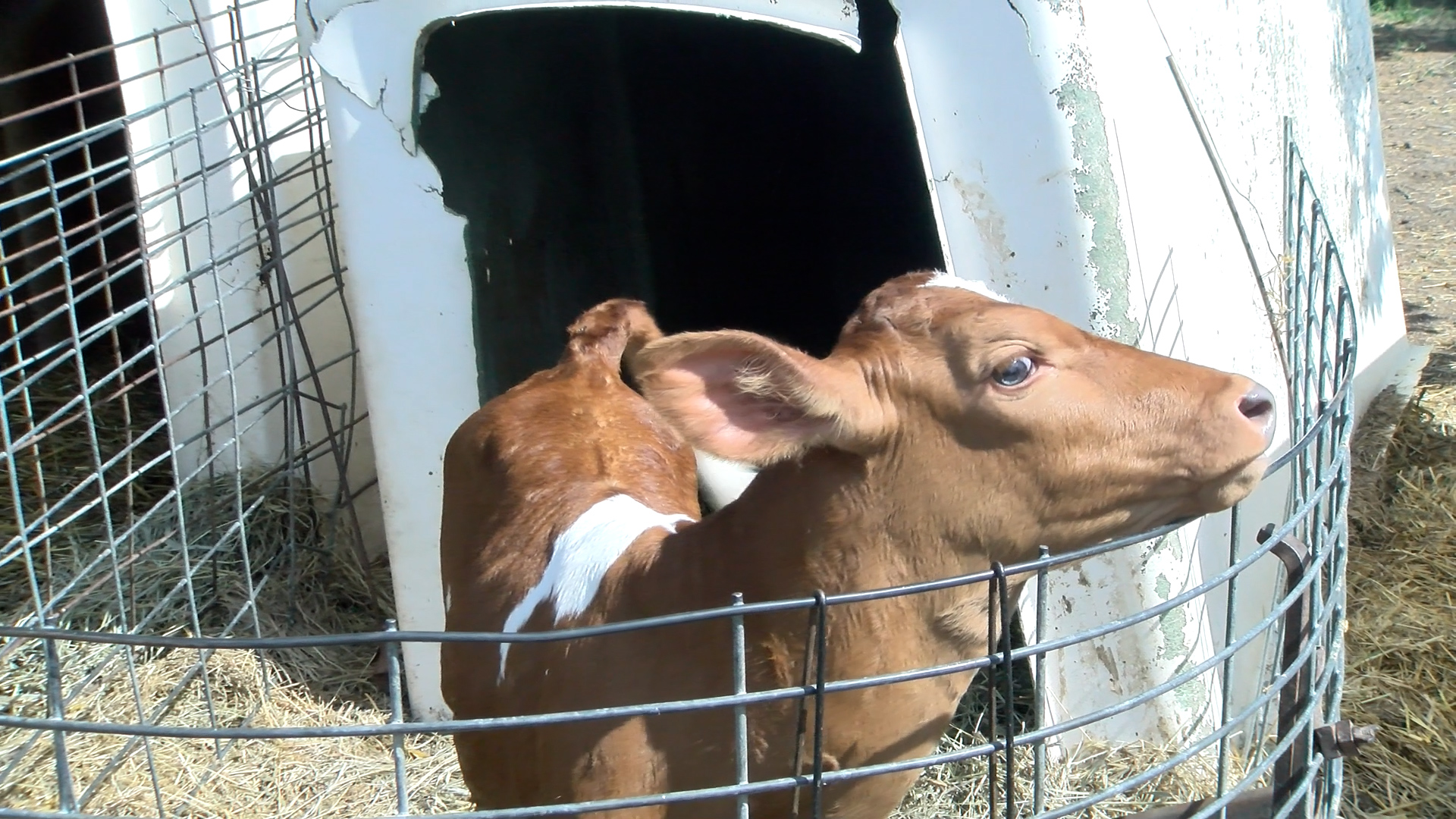 Nebraska farmer thrives despite scaling down, decreases in state dairy production - Vimarsana News