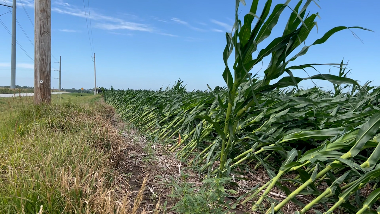 Nebraska farmer suffers another blow when winds knock down corn