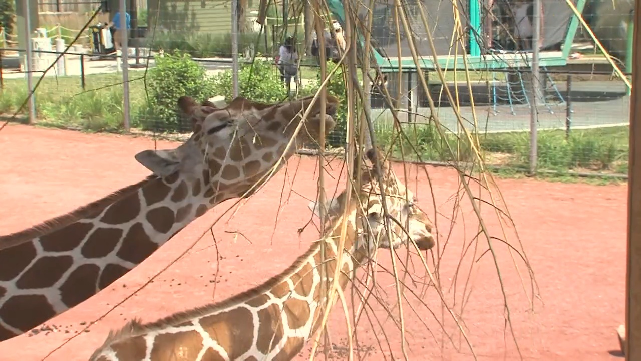 Lincoln Children's Zoo wants your downed trees and branches - Vimarsana News