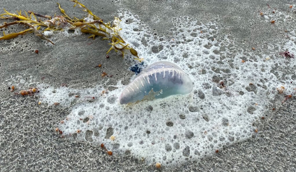 Portuguese Man Of War Stings Beachgoer In Narragansett