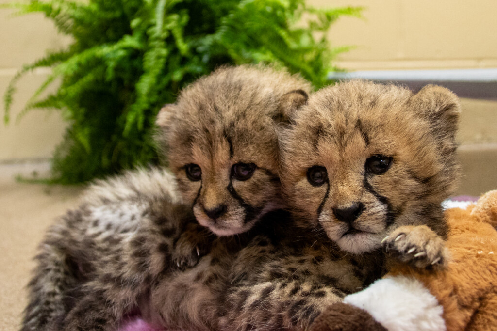 Lincoln Children's Zoo wants you to vote on cheetah cubs' names