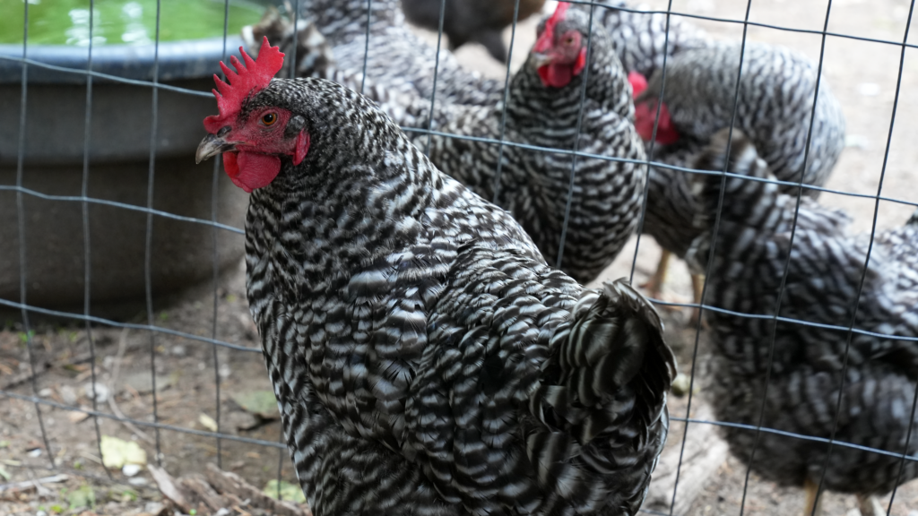 Chicken 2