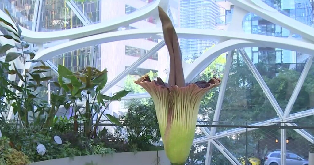 Corpse Flower