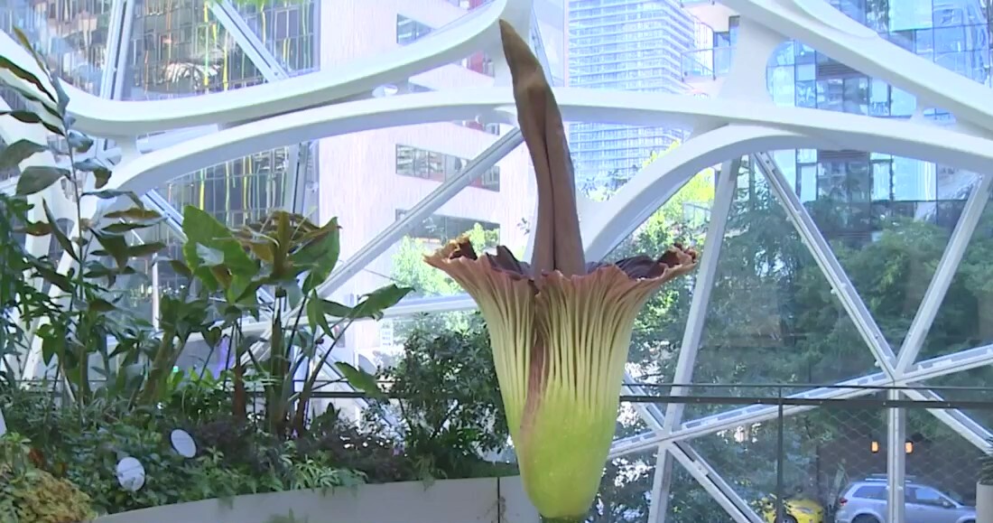 Rare corpse flower blooms in Seattle