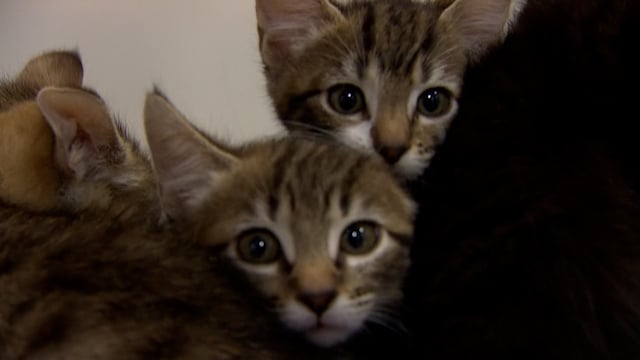 Cats