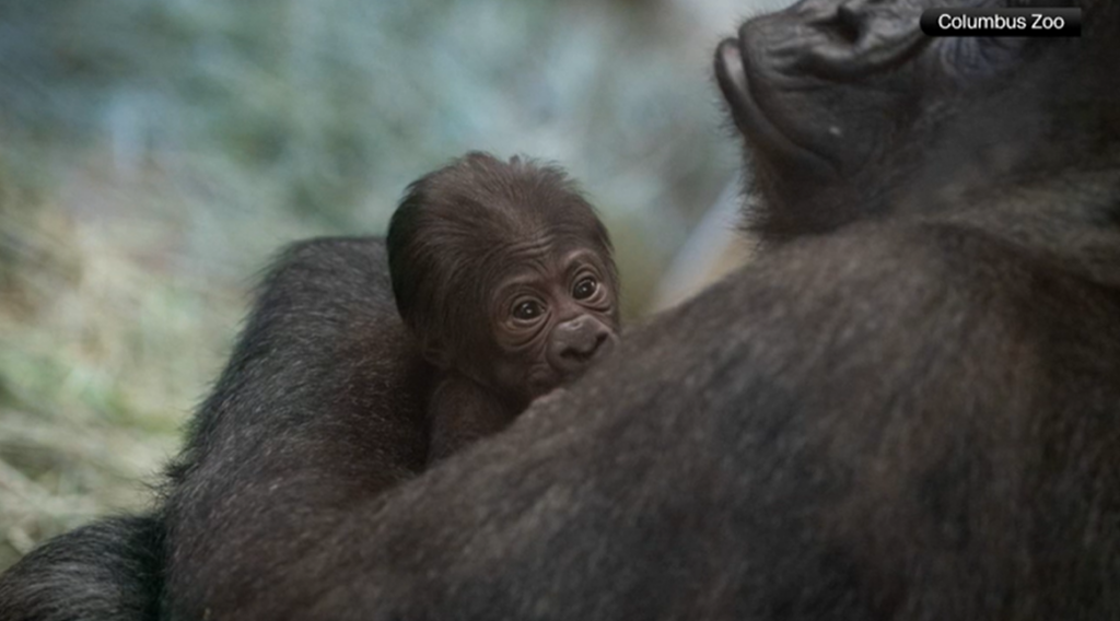 Gorilla