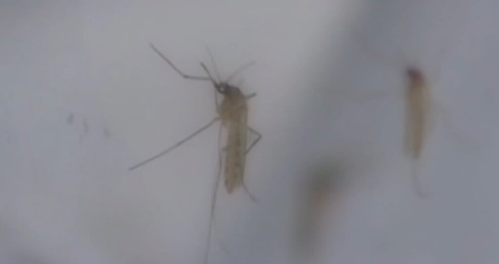 Lincoln Health Officials Offering Mosquito Bite Prevention Tips