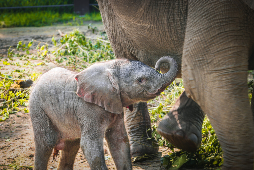 Calf Next To Mom
