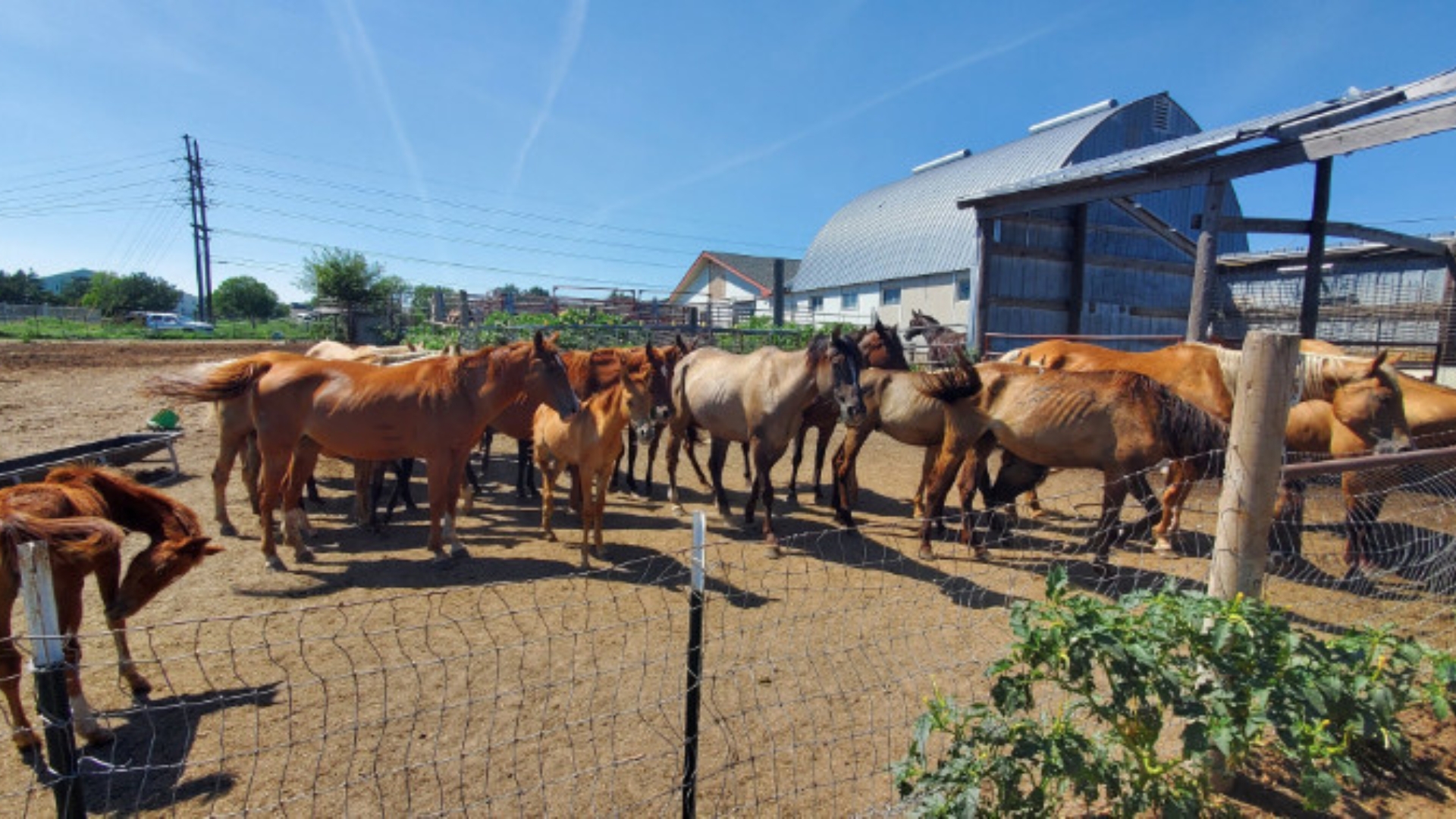 Beatrice woman accused of neglecting horses sheriff s office says