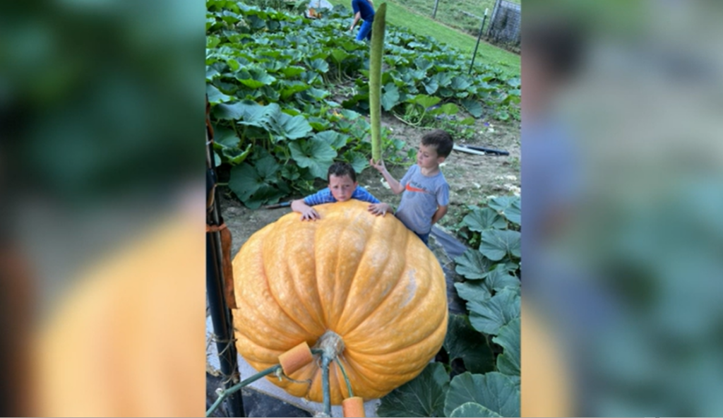 Pumpkinss