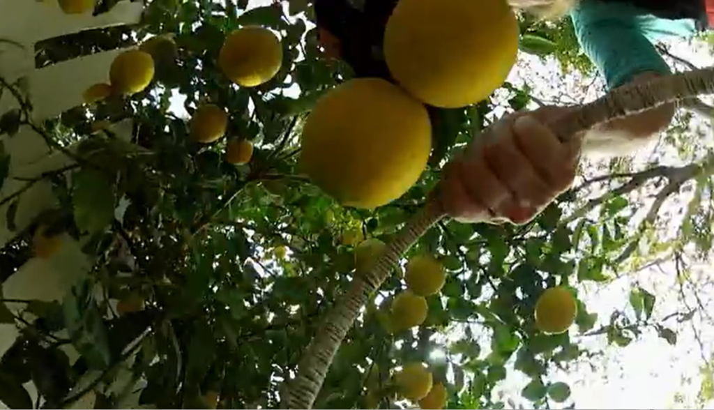 Lemon Juice4
