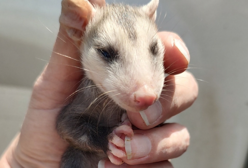 Four baby opossums rescued after mother dies on Nebraska road