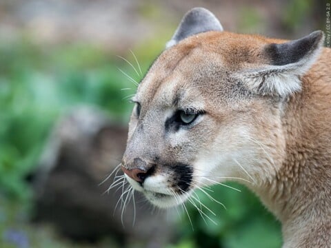 Mountain lion shot and killed in subdivision north of Scottsbluff