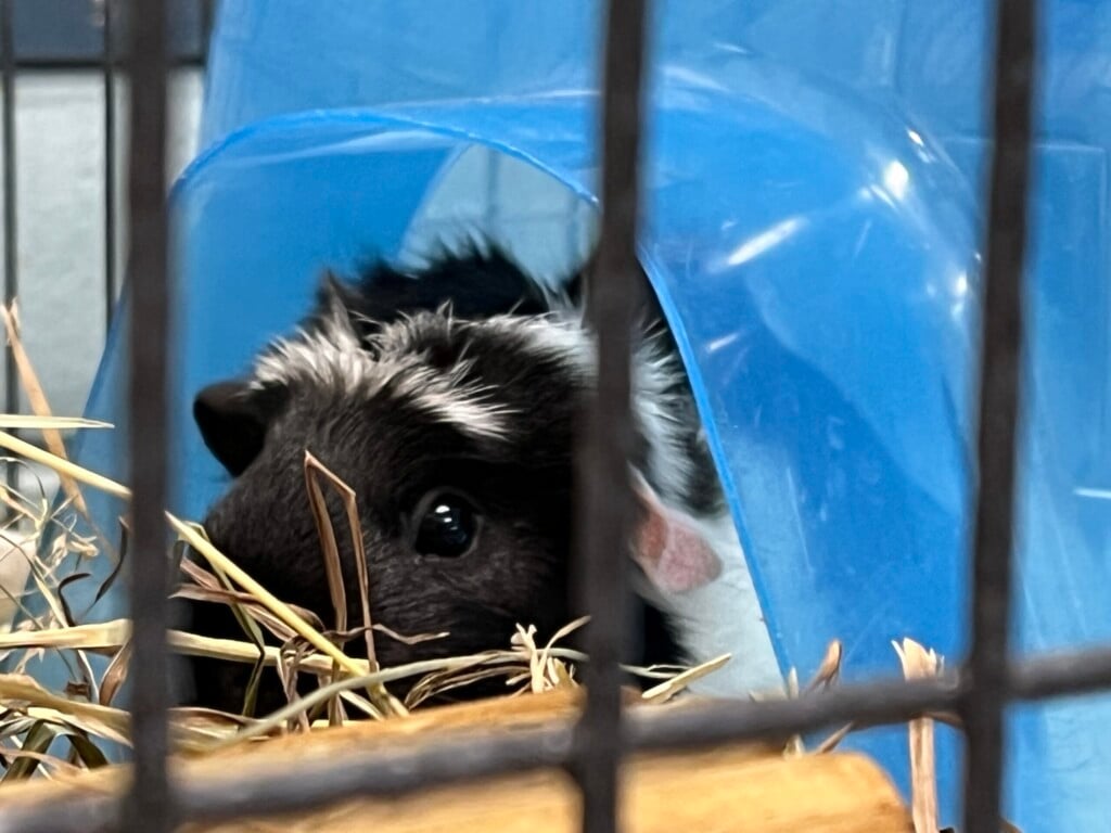 Mspca Angell To Offer Free Adoptions For Small Animals This Weekend