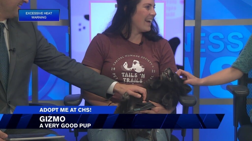 Meet Gizmo, Now Up For Adoption At Capital Humane Society