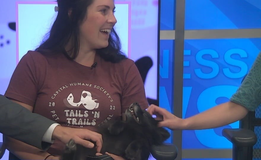 Meet Gizmo, now up for adoption at Capital Humane Society