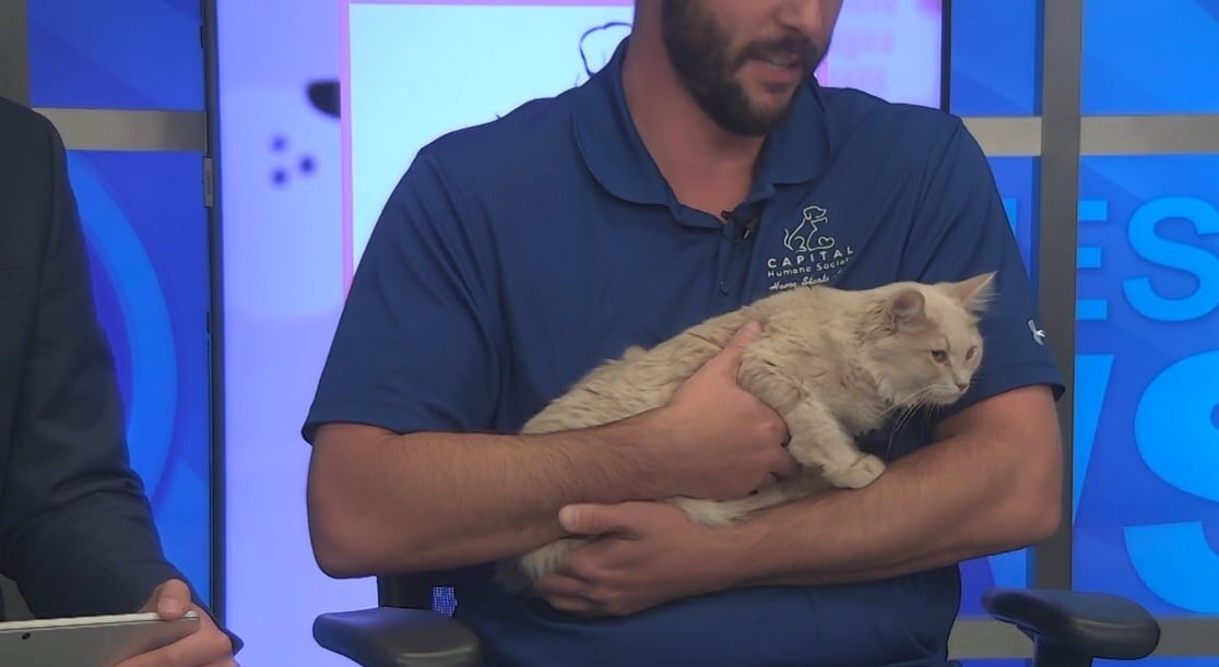 Meet Cornelius the cat, now up for adoption at Capital Humane Society