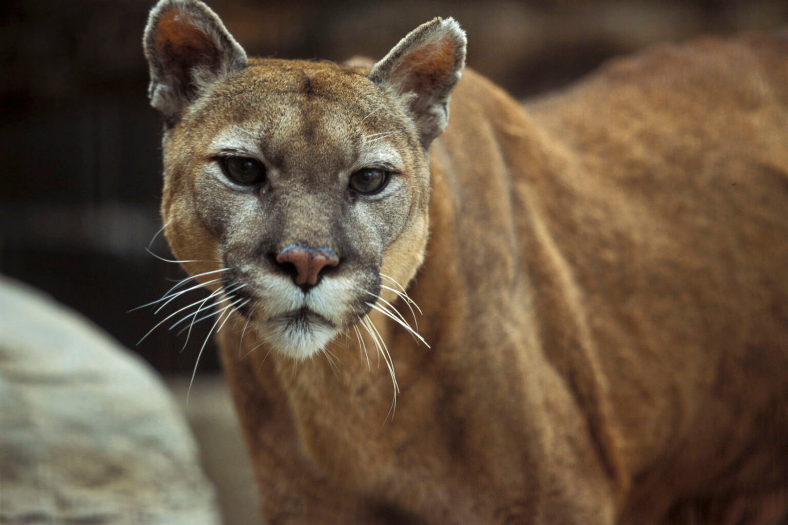 Mountain lion shot in Valentine after multiple sightings and disruption ...