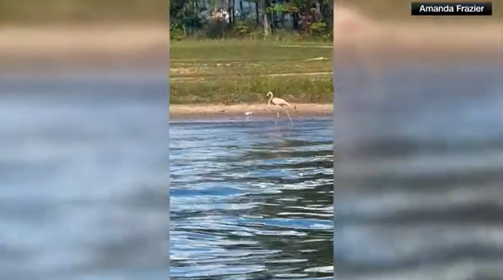 Flamingo