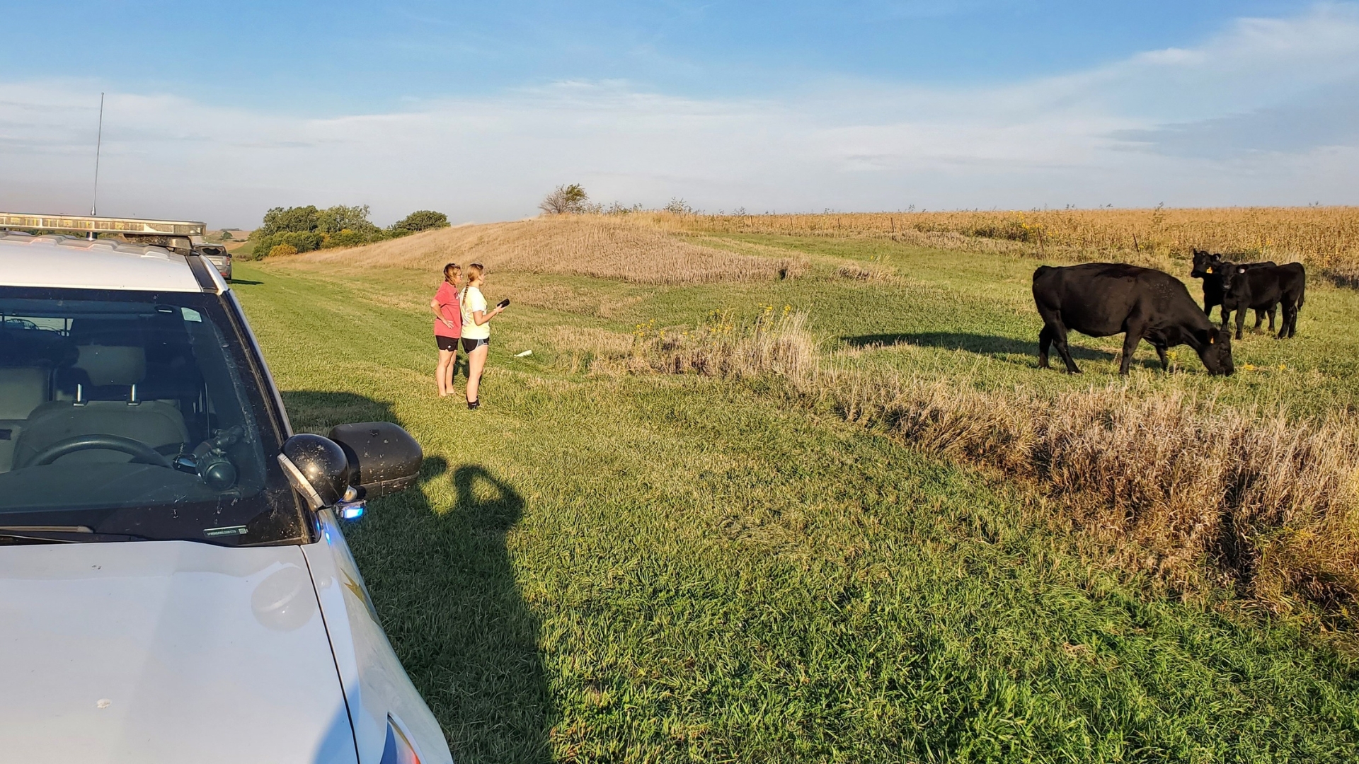 Gage County deputy helped herd cattle away from southeast Nebraska highway