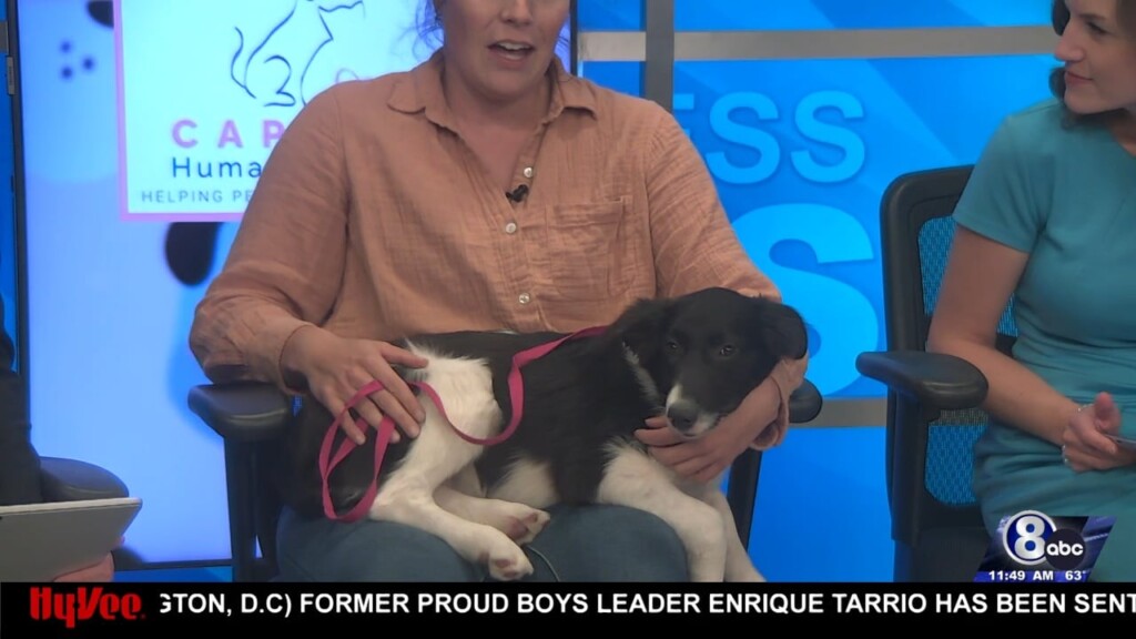 Midday Interview: Capital Humane Society (scoot)