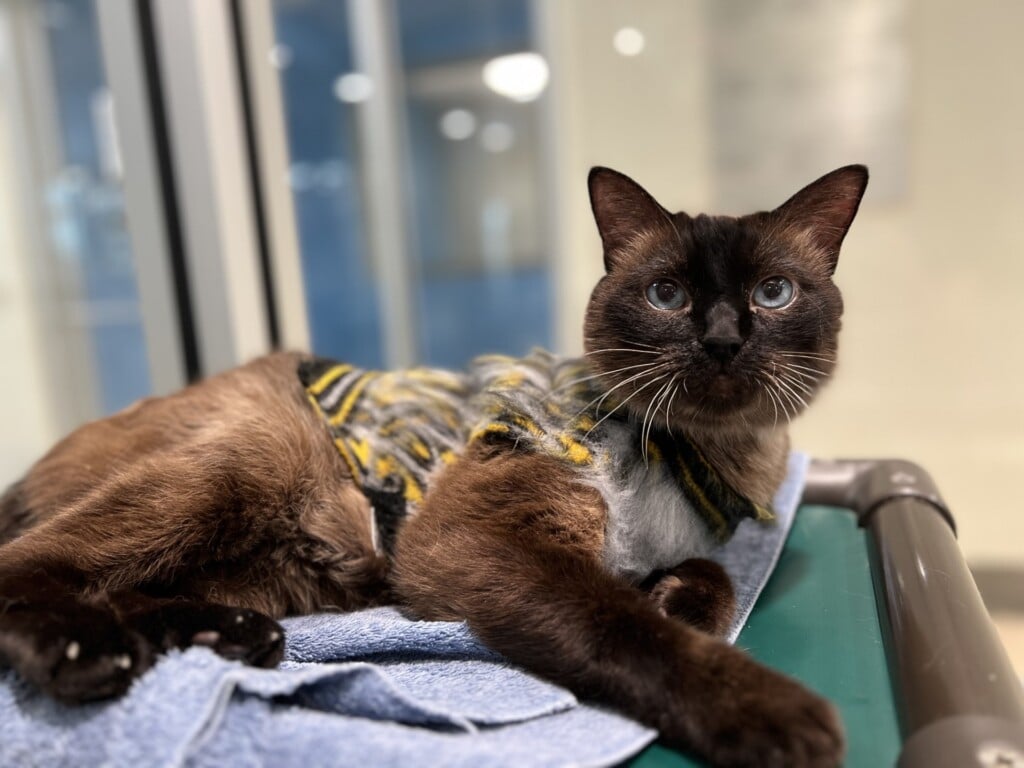 Mspca Angell Waiving Adoption Fees For Most Animals This Weekend