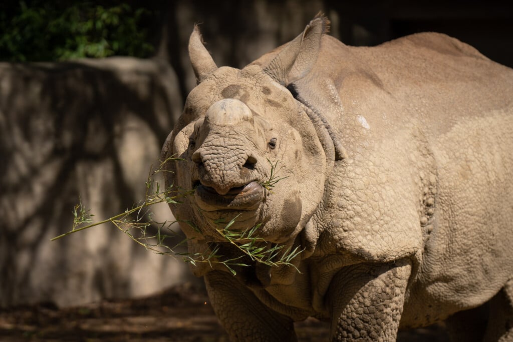 Greater One Horned Rhino (brian)