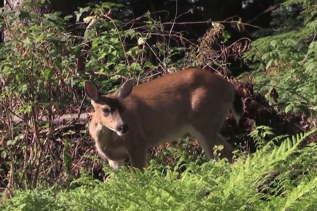 Oh Deer 2