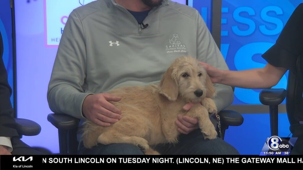 Midday Interview: Capital Humane Society (sunny)