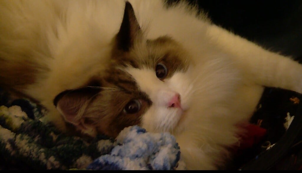 Gallery: Cat Lovers Of New England Hosts Cat Show In Seekonk
