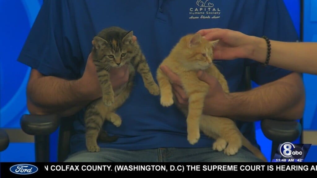 Midday Interview: Capital Humane Society (renee & Jasper)