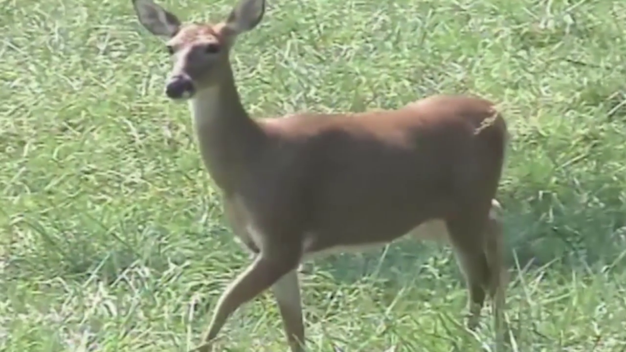 Officials issue fewer hunting permits as deer population in western