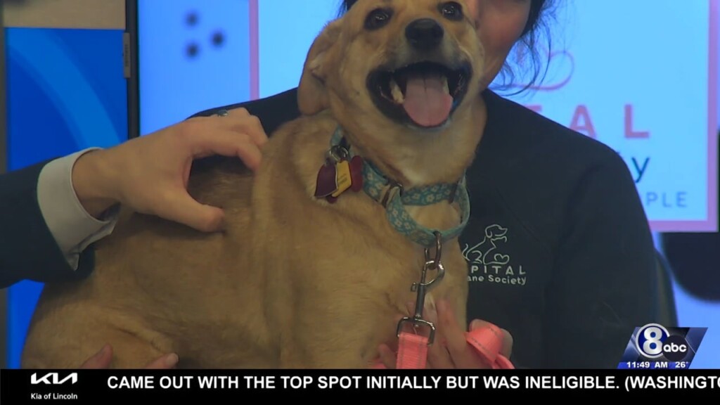 Midday Interview: Capital Humane Society (bella)