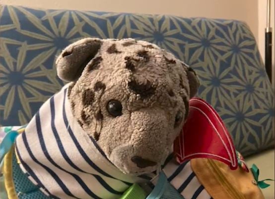 Woman Who Lost Cherished Stuffed Leopard At T.f. Green Looks For Help Finding ‘leppy’