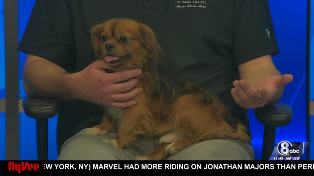 Midday Interview: Capital Humane Society (winston)