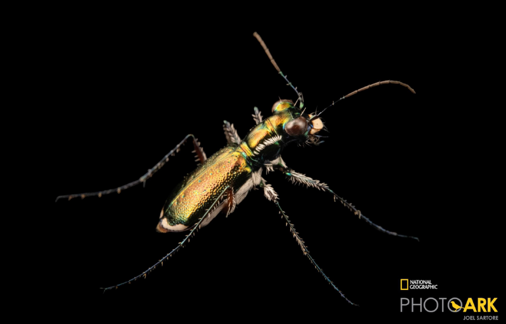 Lincoln-based photographer Joel Sartore reached a milestone recently, photographing his 15,000th endangered species as part of his “Photo Ark” project with National Geographic magazine (Courtesy of National Geographic)