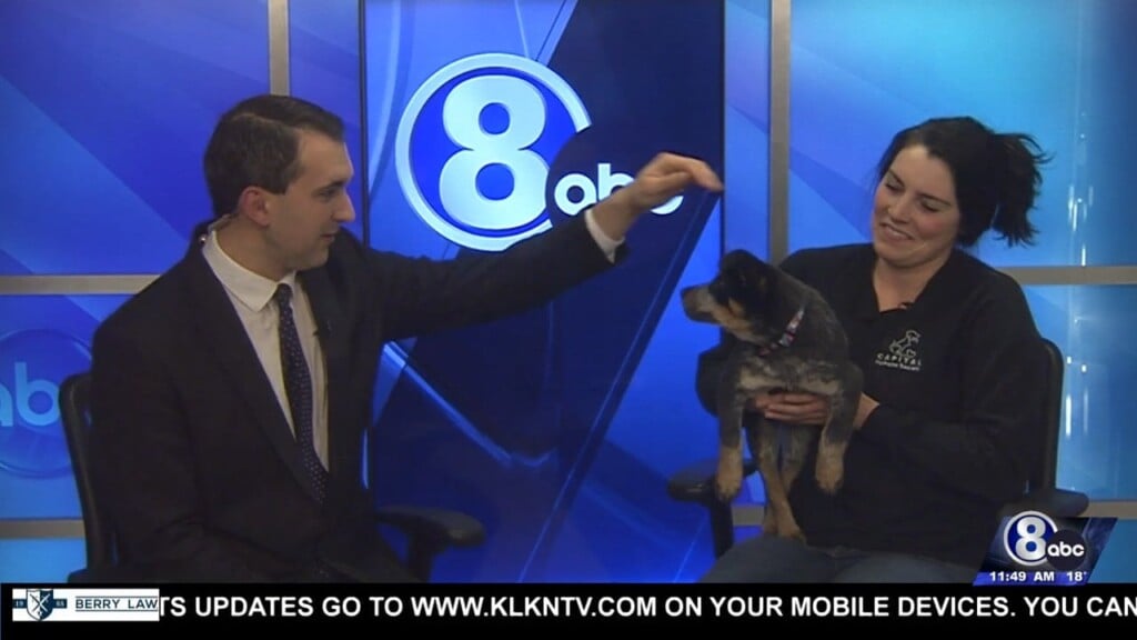 Midday Interview: Amelia Available For Adoption At Capital Humane Society