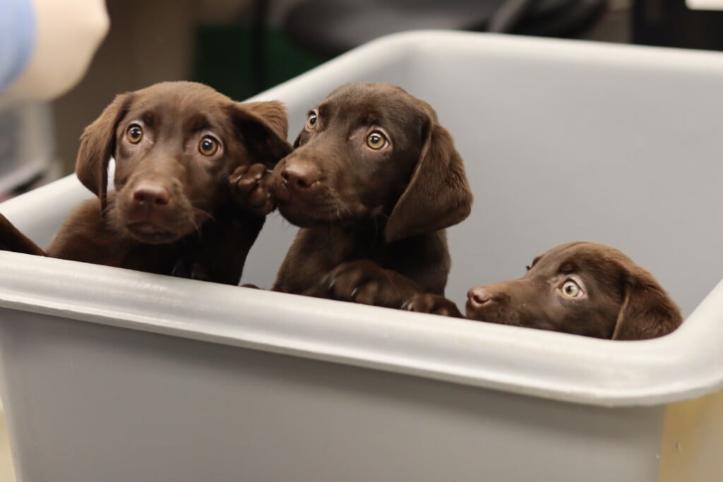 Courtesy Nebraska Humane Society 8