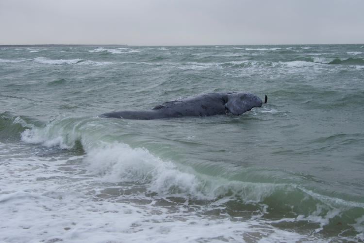 Noaa Announces Deceased Whale Found On Martha’s Vineyard Beach